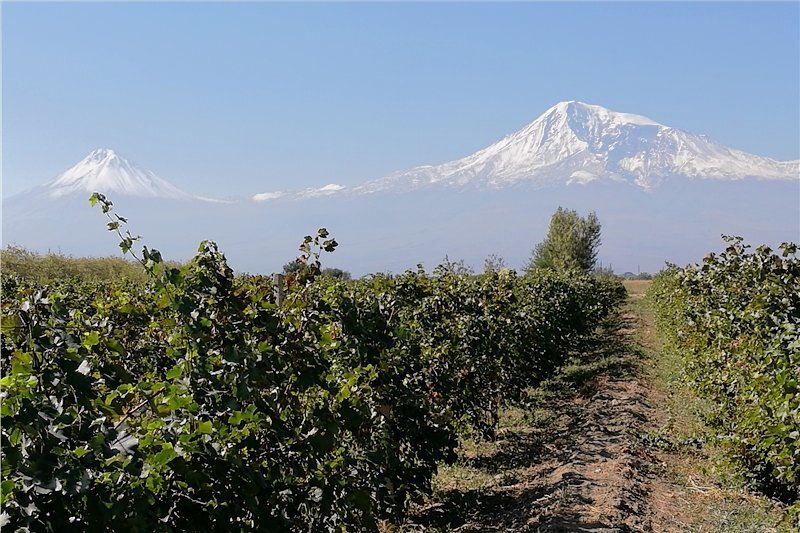 Schatten des heiligen Berges - Die Gipfel des Ararat sind das Nationalsymbol von Armenien - obwohl sie sich in der Türkei befinden. Hier irgendwo soll Noah die ersten Reben gepflanzt haben.
