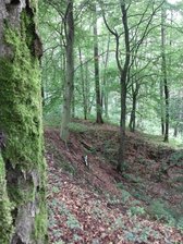 Schatzsuche im Poppenwald: Es kommt noch mal Bewegung rein - 