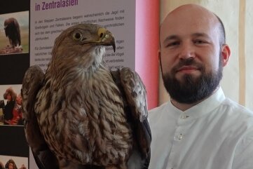Schau klärt über Rolle des Falken im Mittelalter auf - Museumsleiter Christian Landrock mit einem der prächtigen Vögel, die in der Sonderausstellung gezeigt werden. 
