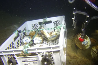 Schiffswrack aus dem 18. Jahrhundert in Norwegen entdeckt - Das Porzellan wird aus 600 Metern Tiefe geborgen. (Handout)