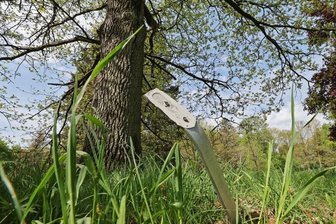 Schilder des Baumlehrpfades mutwillig zerstört - Einfach abgerissen wurde das Schild vor diesem Baum. Nur wenige der insgesamt 13 Tafeln blieben verschont. 