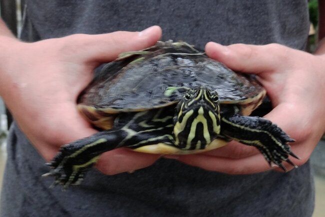 Schildkröten bedrohen Wasservögel im Vogtland - Diese Schildkröte wurde bereits im Vogtland gefunden. 