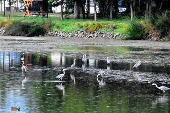 Schilfteich Frankenberg trocknet aus: Notabfischung steht bevor - Kaum noch Wasser, dafür aber jede Menge Reiher. Nun wollen die Angler die Fische herausholen.