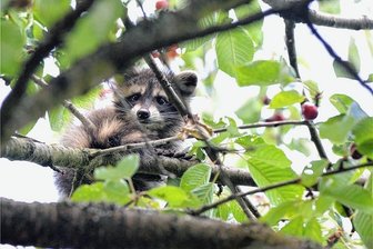 Schlafen und Kirschen futtern: Wie ein Waschbär in Mulda den Garten einer Familie kapert - Fühlt sich pudelwohl: Seit Tagen sitzt dieser Waschbär im Kirschbaum einer Familie.