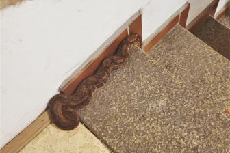 Schlangen in Görlitzer Treppenhaus ausgesetzt: Polizei muss Tiere einfangen -