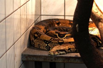 Schlangen, Schildkröten und Papageien als Haustiere: Privathaltung wird zur Herausforderung für Tierheime - 2,50 Meter lang ist diese ausgewachsene Boa Constrictor. Seit etwa neun Jahren befindet sich das Exemplar im Tierheim Vielau. Doch hohe Ansprüche an die Haltung dieser Tiere machen die Vermittlung schwierig und belasten das Tierheim.
