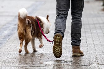 Schlechte Nachricht für Mühlaus Hundebesitzer - Die Gemeinde Mühlau hat sich für höhere Hundesteuern entschieden.