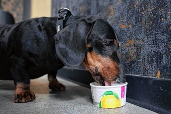 Schleck und weg: Leberwursteis schmeckt Hunden in Zwickau - Dackel Aldo schmeckt's: das neue Leberwursteis im Café "Dolce Freddo" in Zwickau. 