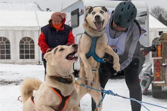 Schlittenhunde: vor dem Rennen in Seiffen kaum zu halten - Gemeinsam mit seiner Ehefrau Angelika spannt Knut Kießling aus Dessau seine bereits erwartungsfreudigen Siberian Huskys kurz vor dem Start des Rennens vor den Schlitten.