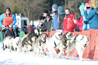 Schlittenhunderennen mit Rekordbeteiligung - 