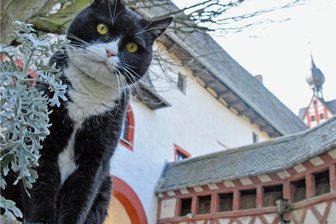 Schloss Rochsburg punktet mit Sonderausstellungen - Kater Arthur lebt auf Schloss Rochsburg. Dazu passt die neue Sonderausstellung, in der es um Katzen geht.