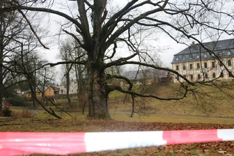 Schlosspark Leubnitz verliert einen seiner ältesten Bäume - Rund um die markanteste Rotbuche des Leubnitzer Schlossparkes ist das Areal bereits abgesperrt.
