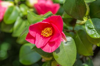 Schlosspark Pillnitz: Warum Sie die Kamelie jetzt besuchen sollten - Eine einzelne Kamelienblüte.