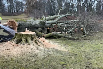Schlosspark Planitz: Angezündete Rotbuche wird durch einen neuen Baum ersetzt – Kinder als Tatverdächtige ermittelt - Ein Feuerwerkskörper hatte das Wurzelwerk der 150 Jahre alten Rotbuche entzündet.