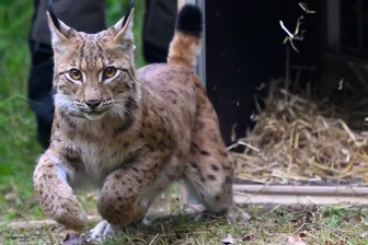 „Schmeißen Sie Wolf und Luchs nicht in eine Schublade“: Experten klären im Erzgebirge über Raubkatze auf - Luchsmännchen Charlie wurde erst Anfang September in Eibenstock ausgewildert.