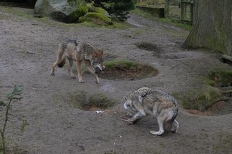 Schmerzmittel im Futter halfen nicht mehr: Beide Wölfe im Tierpark Hirschfeld eingeschläfert - Joe und Freya sind eingeschläfert worden.