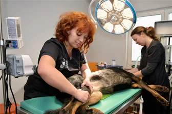 Schmerztherapie für Haustiere: Tierärzte im Erzgebirge nutzen Goldimplantate - Tierärztin Stephanie Brand (vorn) und Tierärztin Dr. Ulrike Schulz bei der Untersuchung eines Hundes.