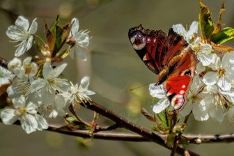 Schmetterling bringt Farbe ins Grau - 