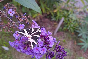 Schmetterling des Jahres in Oederan entdeckt: Dieser Nachtfalter fliegt auch am Tag - Nur auf den ersten Blick ist er schwarz-weiß: der Russische Bär.