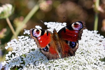 Schmetterlinge, Fledermäuse, Hochlandrinder: In Oberlungwitz wird es tierisch - Das Tagpfauenauge, hier auf der Blüte der Wilden Möhre, gehört zu den bekanntesten Tagfaltern.