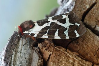 Schmetterlingsnacht in Burgstädt: Wie Nachtfalter ans Licht kommen - Der Braune Bär gehört zu den Nachtfaltern und könnte zur Schmetterlingsnacht in Burgstädt gesichtet werden.