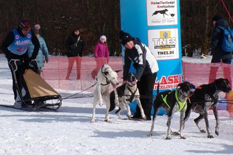Schmusetiere und Kraftpakete: Zu Besuch beim internationalen Schlittenhunderennen in Seiffen - Clemens Gellrich (links) startet zum 22. internationalen Schlittenhunderennen in Seiffen.