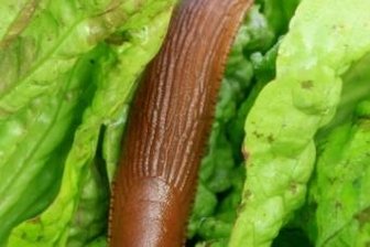 Schneckenplage; Die Tipps der Gärtner - Nacktschnecken sind Zwitter, begatten sich gegenseitig und legen bis zu 400 Eier pro Tier in Bodenspalten.