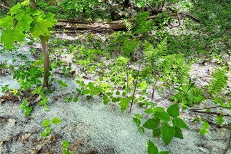 Schnee auf dem Pöhlberg Ende Mai? Was im Erzgebirge wirklich dahinter steckt - Sommerschnee zum meteorologischen Sommeranfang auf dem Pöhlberg. Es lohnt sich das genaue Hinsehen. Da die Samen nur wenige Ansprüche an den Boden stellen, keimen sie fast überall. 