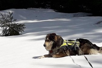 Schnee bleibt bis in den Mai - Der 972 Meter hohe Schneehübel im Vogtland trägt seinen Namen nicht zu unrecht. Dass der Gipfel aber auch noch Anfang Mai eine ordentliche Schneedecke trug, ist doch ungewöhnlich. 
