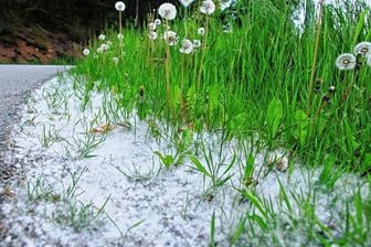 Schnee mitten im Mai? Das steckt dahinter - In der Nähe von Pappeln bilden sich in diesen Tagen Teppiche aus weißem Flaum.