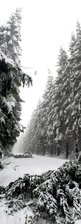Schnee sorgt für neue Straßensperrungen - 
              <p class="artikelinhalt">Kurz nach dem Ortsausgang Neudorf in Richtung Schöneck wird die Straße bereits von ersten unter der zentnerschweren Last von Schnee und Eis zusammengebrochenen Bäumen blockiert.</p>
            