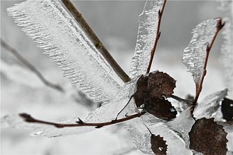 Schneebruch droht: Mehrere Straßen in Mittelsachsen bleiben gesperrt - Die Straße zwischen Arras und Holzhausen ist gesperrt. An den Bäumen hat sich eine schwere Eisschicht gebildet.