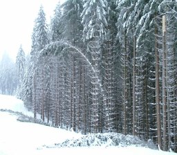 Schneemassen belasten Dächer und Bäume - 
              <p class="artikelinhalt">Dauerschneefall und nachfolgend Nieselregen bringt in der Kuhbergregion Bäume an die Belastungsgrenze. </p>
            