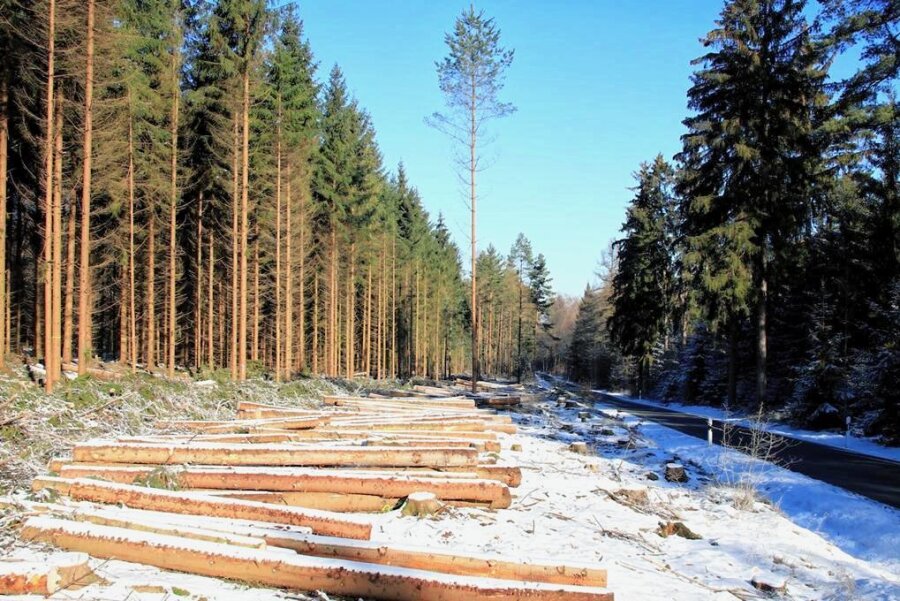 Schneise im Wald bei Treuen schafft Platz für ökologischen Waldumbau - Am Wolfspfützer Weg zwischen Perlas und Wolfspfütz ist jetzt viel Platz für kleinere Bäume und Sträucher. Die Umgestaltung des Waldes in dem Bereich erfolgt nach ökologischen Gesichtspunkten.