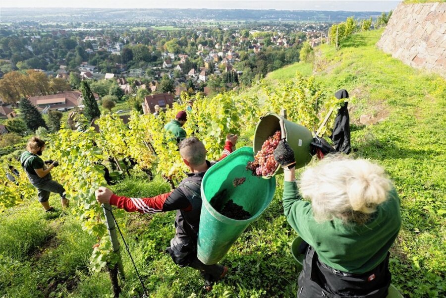 Schnelle Weinlese in Sachsen nach verregnetem September - Lese auf einem Weinhang in Radebeul. 