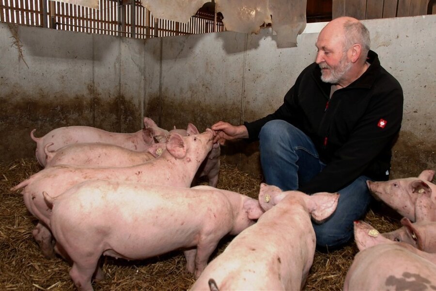 Schnuppertag im Schweinestall: Agrarbetrieb will Vorurteile abbauen - Schweine sind neugierig. Sobald Vorstandsvorsitzender Udo Weymann in die Box geht, umringen ihn die Tiere. Am Samstag dürfen die Gäste allerdings die Boxen nicht betreten. 
