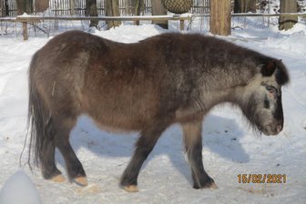 Schock in Tierpark in Sachsen: Pony von Einbrechern gequält und gefoltert - Pony Moni ist von Einbrechern im Tierpark Zittau so misshandelt worden, dass die Stute eingeschläfert werden musste.
