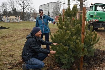 Schön und klimafest: Erste Bäume im neuen Chemnitzer Bürgerpark gepflanzt - Baumpflanzung im künftigen Bürgerpark Gablenz mit Baubürgermeister Michael Stötzer, Grit Winkel vom Grünflächenamt und Thomas Schilling, Vorstand der Wohnungsbaugenossenschaft CAWG (von links). Im Bild eine einfache Sand-Kiefer - aber auch Exotischeres kommt dort in die Erde. 