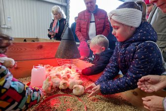 Schönberger Gänsemarkt: Zwischen Hähnchenküken zum Streicheln und 1600 Portionen Martinsgans - Die Küken der Masthähnchen waren besonders bei den jungen Besuchern des Gänse- und Bauernmarktes am Wochenende auf dem Geflügelhof Weber beliebt. Sie bekamen einige Streicheleinheiten.