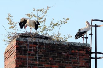 Schöne Überraschung: Im Vogtland gibt es ein drittes Storchenpaar - Das Storchenpaar hat ein Nest auf einem alten Schornstein gebaut.