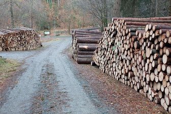 Schönecks Einnahmequelle Wald: Holzernte bringt Stadt viel Geld - Im August soll in Schönecks Stadtwald die Holzernte beginnen.