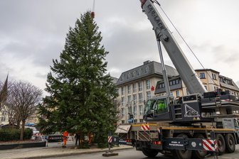 „Schöner als der in Leipzig“: Jetzt steht doch ein Baum auf dem Auer Altmarkt – Was Passanten dazu meinen - Der Baum für den Auer Altmarkt steht. Er wurde Freitagnachmittag gebracht.