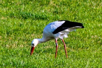 Schon 7 Nester besetzt: Störche kommen zurück nach Mittelsachsen - Einige Störche sind wieder zurück in Mittelsachsen, wie in Penna bei Rochlitz. Auf einer Wiese kurz vor Penna hat unser Fotograf den Storch auf einer Wiese entdeckt, während im Nest seine Partnerin saß.