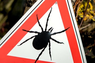 Schon jetzt mehr FSME-Fälle im Vogtland als 2018 -