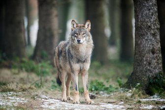 Schon um die 30 Rudel: Sachsen will den Wolf leichter abschießen lassen - Mehr als 100 fortpflanzungsfähige Wolfsrudel und -paare streifen inzwischen durch Deutschland. Sachsen will die Jagd auf den Wolf nun erleichtern lassen.