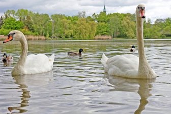 Schon wieder neue Gäste auf Schwanenteich -