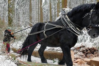 Schonende Holzernte: Kann Gelenau als Vorbild dienen? - Die Kraft des Pferdes und die Geschicklichkeit von Holzrückerin Ines Bruchhold sind gefragt, wenn das Duo Baumstämme aus dem Wald hin zu den Wegen bringt, von wo aus sie leicht abzutransportieren sind. 