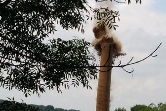 Schornstein an der ehemaligen Papierfabrik in Rochsburg gesprengt - Punkt 11 Uhr wurde der Schornstein an der ehemaligen Papierfabrik in Rochsburg gesprengt. Wenn sie weiter klicken sehen Sie, wie der Schornstein fällt