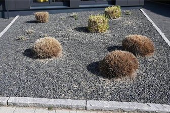 Schottergärten: Ungeliebt, aber erlaubt - Ein paar Pflanzen und ganz viel Kies: Schottergärten