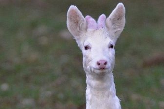 Schreck für Autofahrer im Erzgebirge: Albino kommt beinahe unter die Räder - Viel Geduld hatte der Fotograf aufgebracht, um diesen Rehbock 2016 bei Weißbach so nah vor die Linse zu bekommen. 